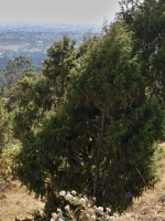 Jalovec (Juniperus procera) - čeleď cypřišovité - Cupressaceae