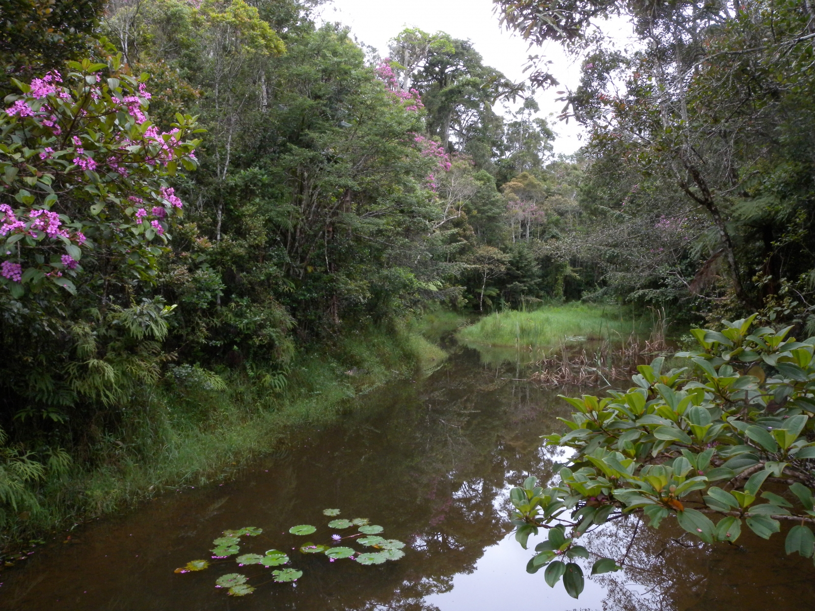 Andasibe-Mantadia National Park Andasibe-Mantadia National Park