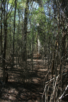 Kirindy Mitea National Park Kirindy Mitea National Park