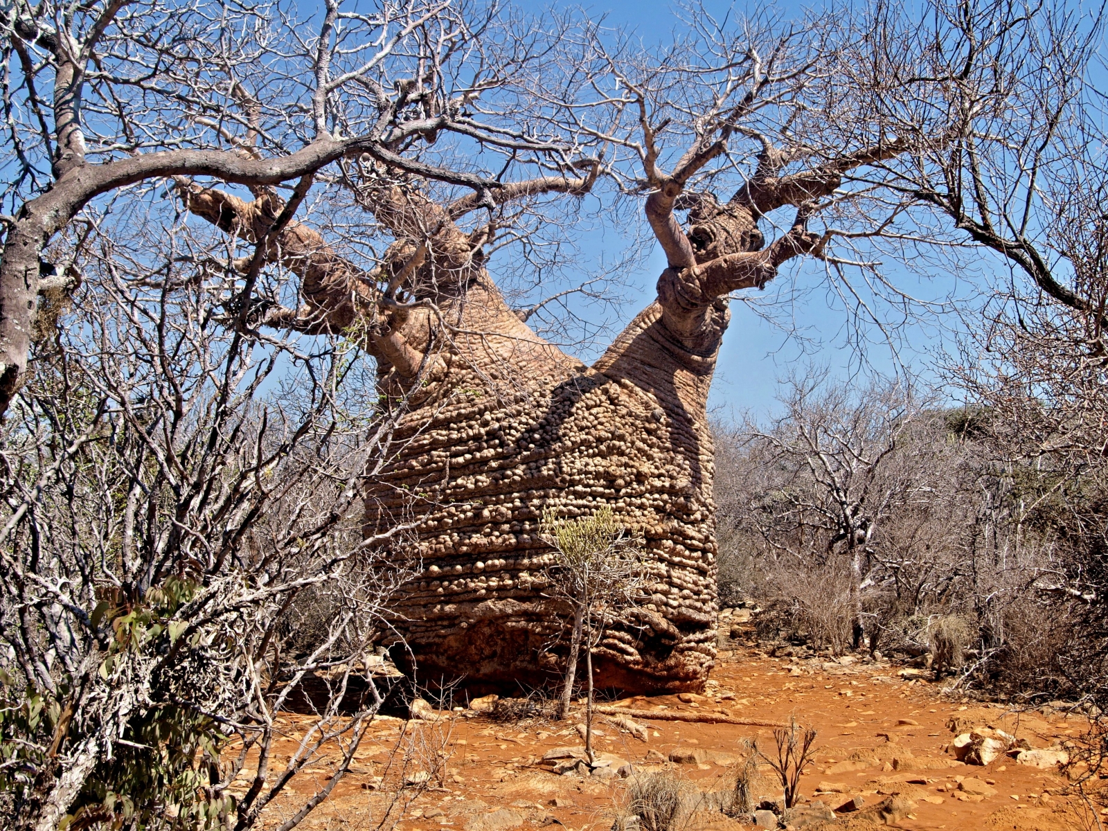 Tsimanampetsotse Tsimanampetsotse