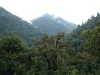 Hory v okolí Thimphu - charakteristický ekosystém: listnatý les