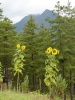 Hory v okolí Thimphu - charakteristický ekosystém: jehličnatý les