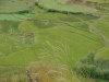 Údolí Paro - rýžová pole