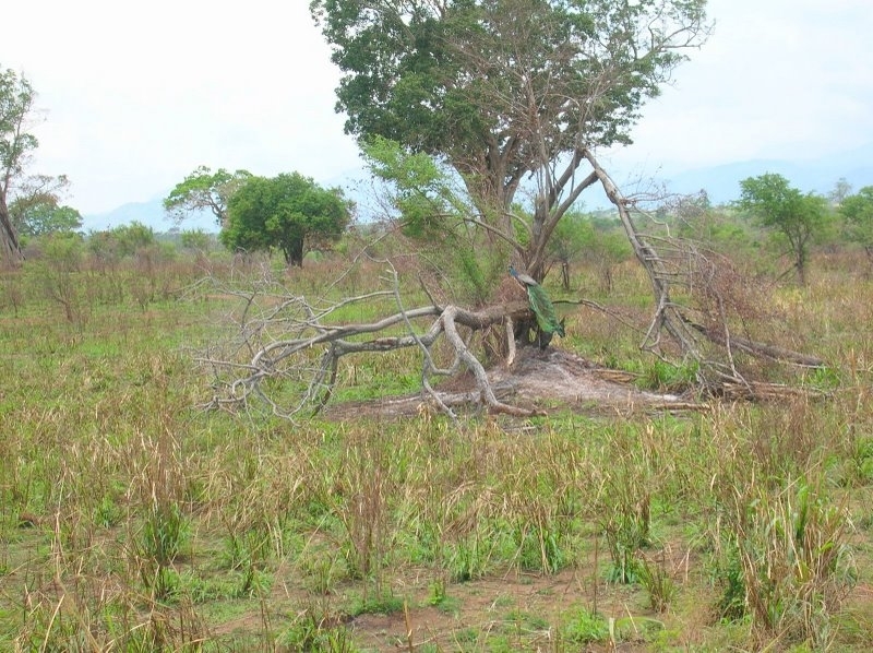 Grasslands and Savannas