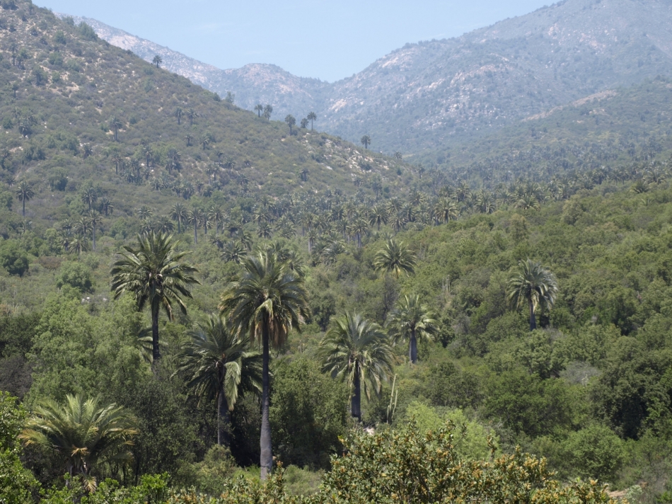 Dry Tropical (Subtropical) Forests